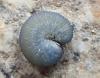 Athalia sp.